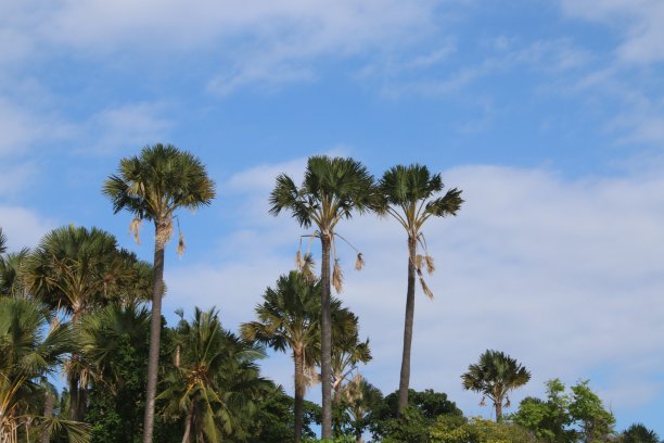 丛林中的椰子树。图片下载
