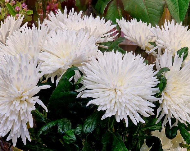 商店里有奇异的花图片下载