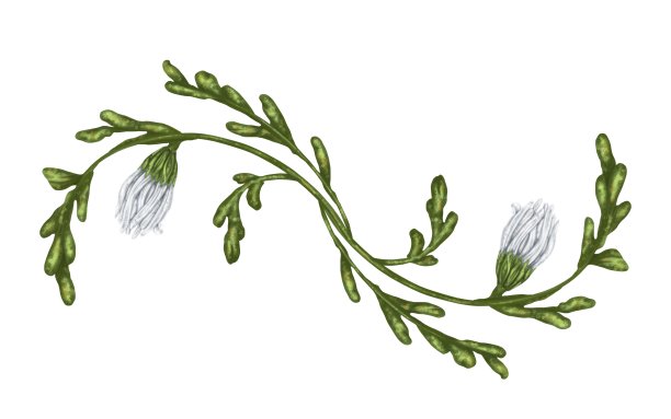 白色背景上的青翠点缀。花草茶、天然化妆品、香薰、保健品、纺织品设计图片下载