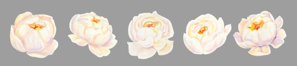 水彩画白色婚礼牡丹和玫瑰花DIY个人元素。图片下载