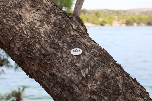 公园里所有的树都数过了图片下载