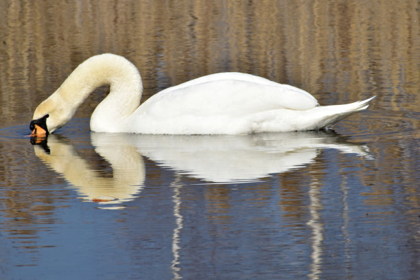 一只疣鼻天鹅的侧视图，它在池塘里游泳时把头低到水里。图片下载