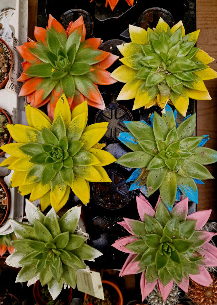 商店里有奇异的花图片下载