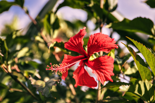 加勒比岛的红木槿图片下载