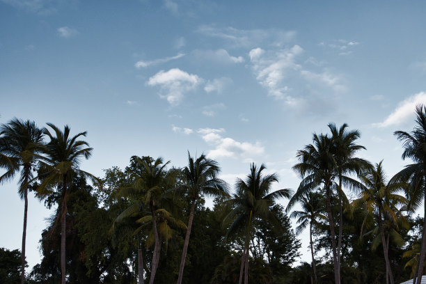 加勒比海岛上的棕榈树图片下载