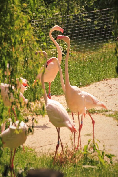 一群大火烈鸟图片下载