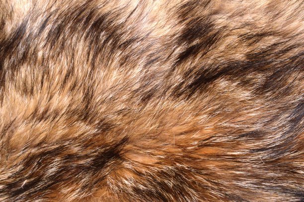 狼的皮毛图片下载