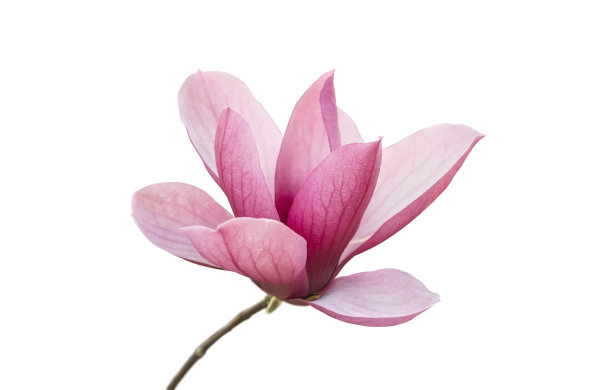 白玉兰花孤立在白色上图片下载