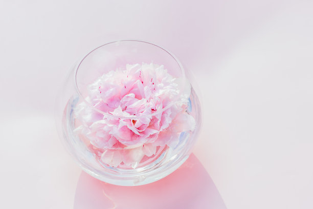 粉红色背景上，鲜嫩的粉红色牡丹花漂浮在圆形花瓶中。时尚的极简花卉。直接的阳光和阴影。前视图。有选择性的重点。副本的空间。图片下载