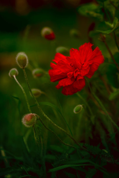 红色罂粟的特写，背景是绿色植物和未开放的花蕾。一张生动的自然照片，非常适合在房间里张贴海报。春静物小景深，散景。觉醒的概念图片下载
