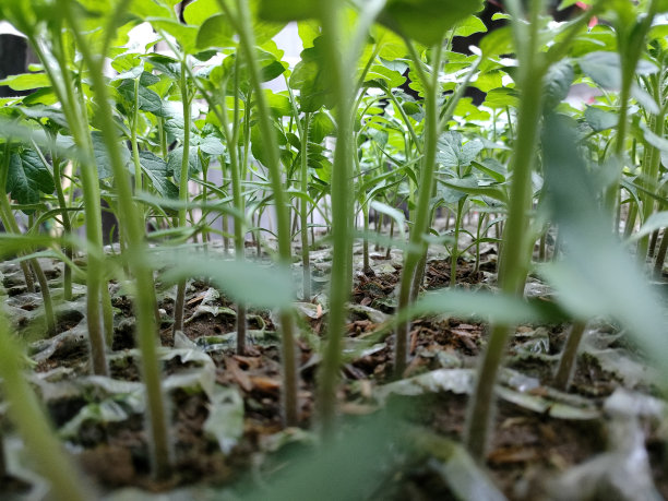 番茄幼苗图片下载