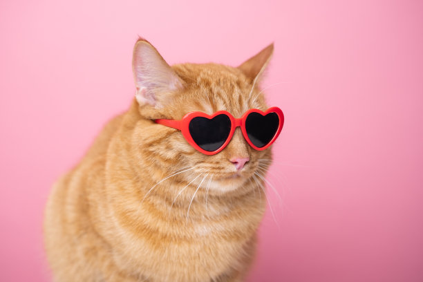 可爱的红猫戴着红色心形太阳镜坐在粉红色的背景上。有猫和空白文字的明信片。概念情人节，婚礼，妇女节，生日图片下载