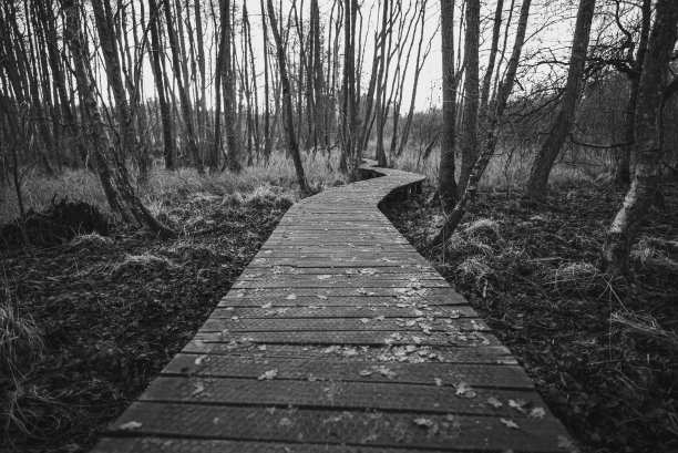 灰色镜头的木板路小径通过一个茂密的森林覆盖的秋季树木图片下载