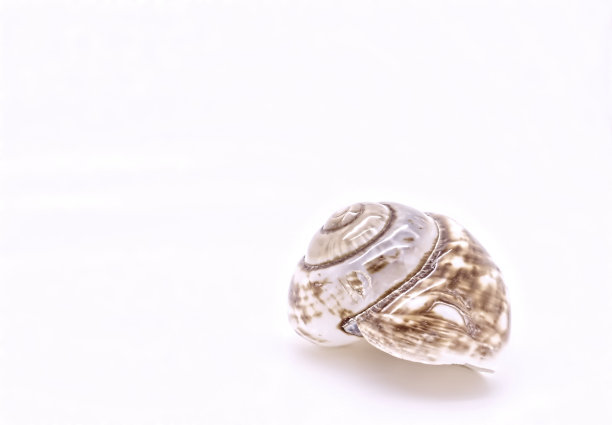 一个孤立的蜗牛壳在白色背景的镜头图片下载