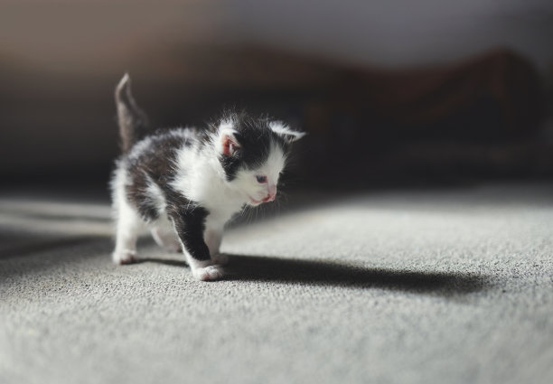 猫，宠物和影子与一个可爱的家畜走在地板上的一个家庭客厅单独。小猫，年轻和好奇与可爱的小猫或小哺乳动物在房子的地毯上图片下载