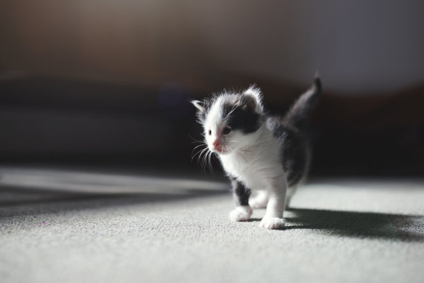 小猫，好奇和影子与一个可爱的家畜独自走在一个家庭客厅的地板上。猫，年轻和宠物与可爱的小猫或小哺乳动物在家里的地毯上图片下载