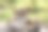 一只母狮愉快地躺在她的幼崽旁边，一只爪子放在她的妹妹身上图片下载