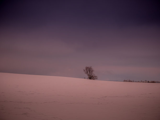 孤独的树被神秘阴沉的风景包围着图片下载