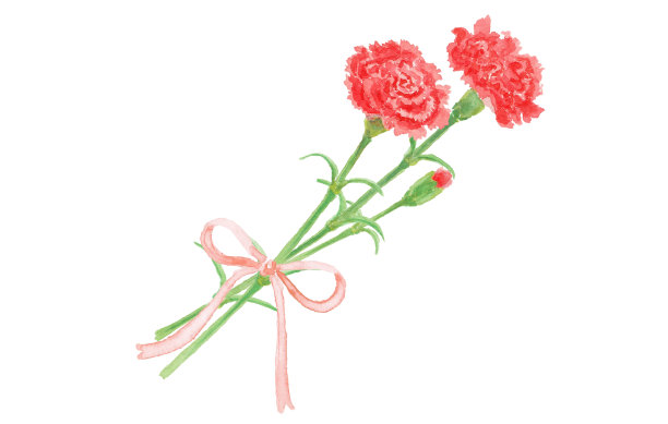 母亲节康乃馨插图与水彩画图片下载