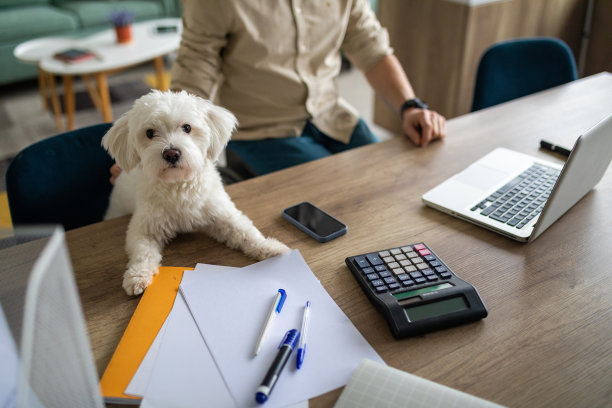 家庭办公室狗图片下载