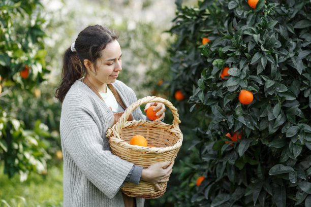 来自橘子农场的女农民。园丁把橘子收集到篮子里。微笑的农民在农贸市场上拿着新鲜的橙子出售。橘子农场经营理念。图片下载