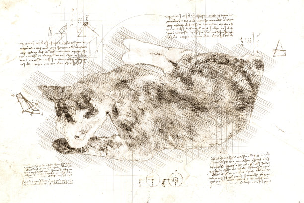 达芬奇风格的放松猫素描图片下载