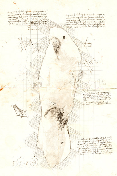 白鹦鹉素描i图片下载