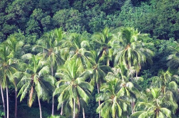 茂盛的岛棕榈树图片下载