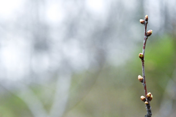 春天的花朵图片下载