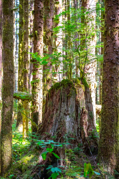 森林奥林匹克国家公园树桩树冠徒步小径拉普什海滩红宝石根纹理海滩叉子华盛顿大树图片下载
