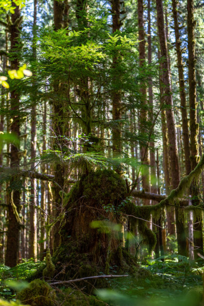 茂密的森林奥林匹克国家公园树桩树冠徒步小径拉普什海滩红宝石根纹理海滩叉子华盛顿大树图片下载