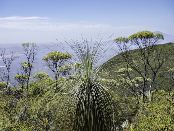 近距离的草树图片下载
