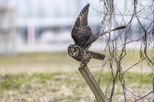 长耳猫头鹰，三角洲，BC省，加拿大图片下载