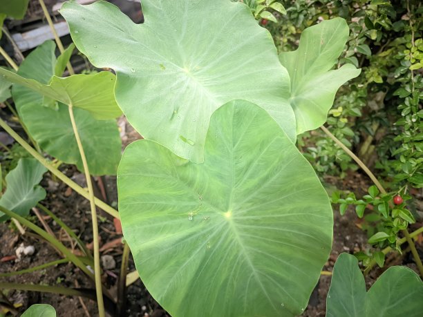 绿芋以其鲜绿的叶片颜色在东南亚的种植地区茁壮成长图片下载