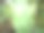 绿芋以其鲜绿的叶片颜色在东南亚的种植地区茁壮成长图片下载