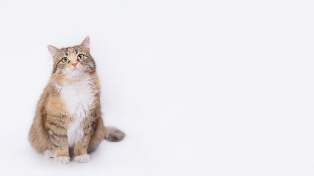 白色背景的工作室拍摄的猫。家庭猫的工作室镜头。特写肖像的小猫在白色。室内猫在光背景。毛茸茸的小猫，白色背景上有胡须。宠物。图片下载