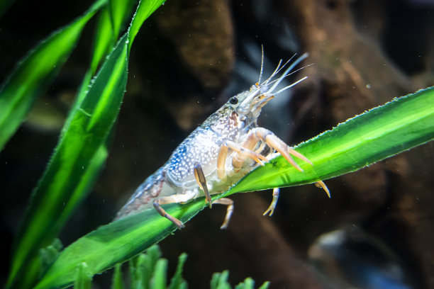 癌症坐在水下的绿藻上图片下载