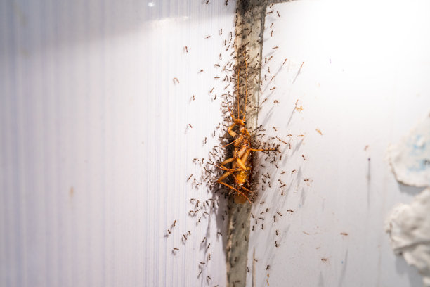 动物的蟑螂图片下载