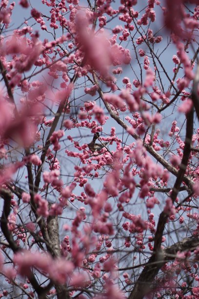 采蜜鸟采樱花花蜜的鸟图片下载