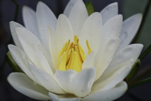 荷花暗灭图片下载