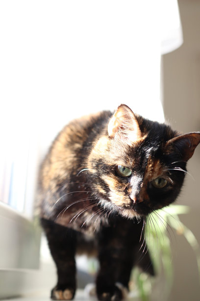 站在窗边的猫库存照片图片下载
