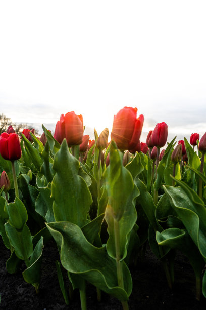 五彩缤纷的郁金香田，摄于荷兰春季图片下载