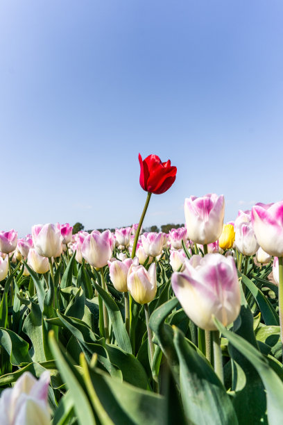 五彩缤纷的郁金香田，摄于荷兰春季图片下载