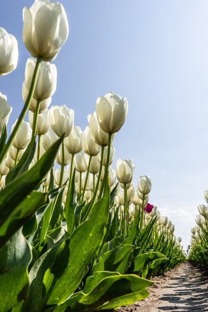 五彩缤纷的郁金香田，摄于荷兰春季图片下载