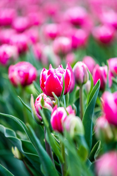 五彩缤纷的郁金香田，摄于荷兰春季图片下载