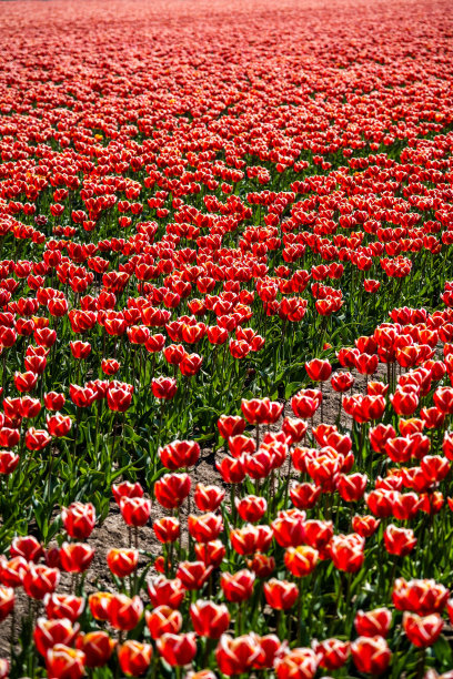 五彩缤纷的郁金香田，摄于荷兰春季图片下载