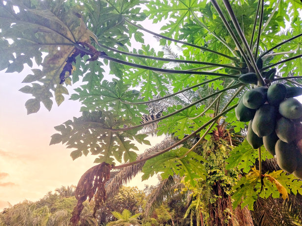 日落时的木瓜树图片下载