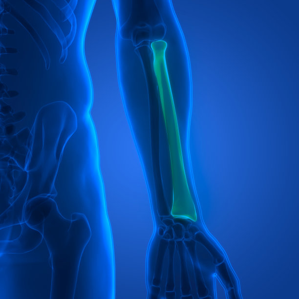 人体骨骼系统桡骨关节解剖图片下载