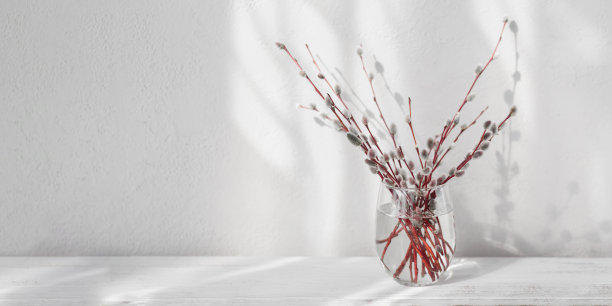 白底花瓶中新鲜柳枝图片下载