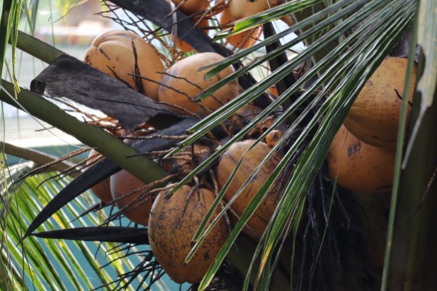 象牙椰子图片下载